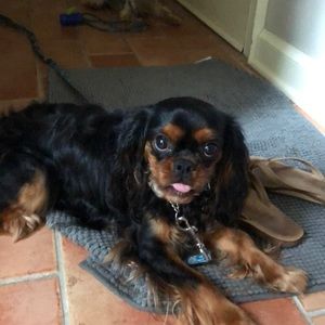 Meet your Posher, Penelope